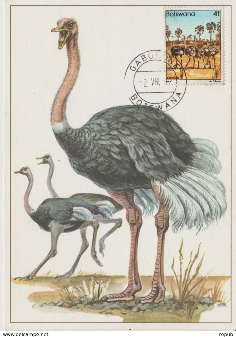Carte Maximum 1982 Oiseaux Autruche 454 - Botswana (1966-...)