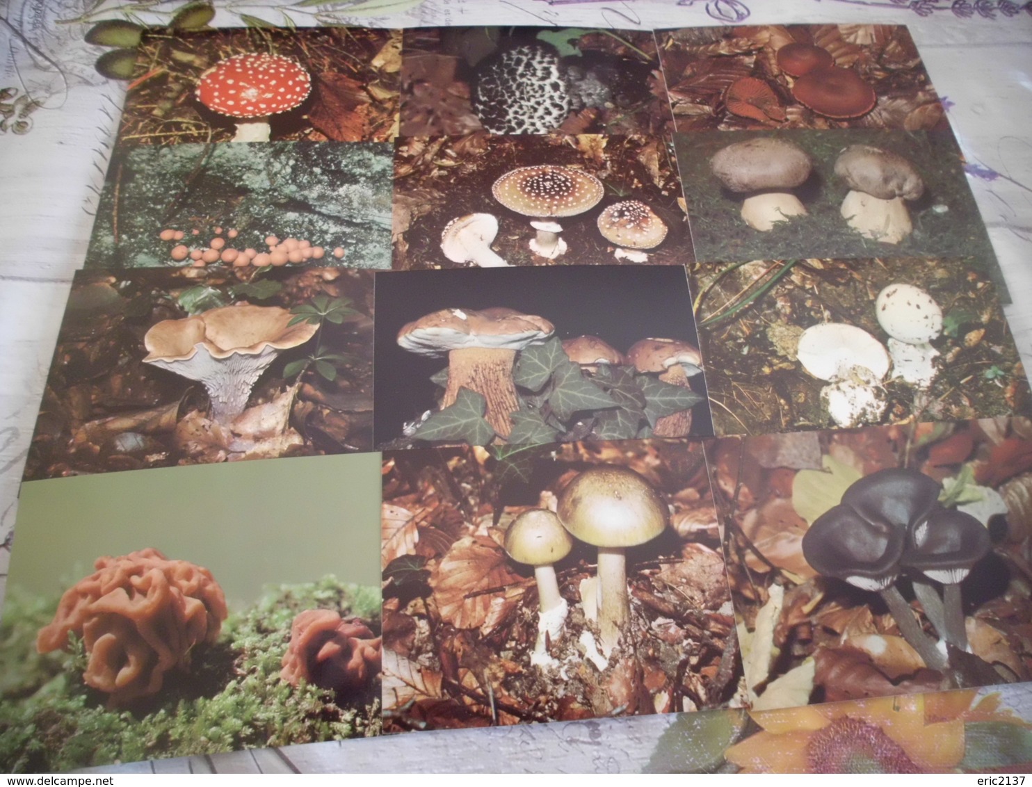 LOT DE 20 CARTES CHAMPIGNONS - 5 - 99 Cartes