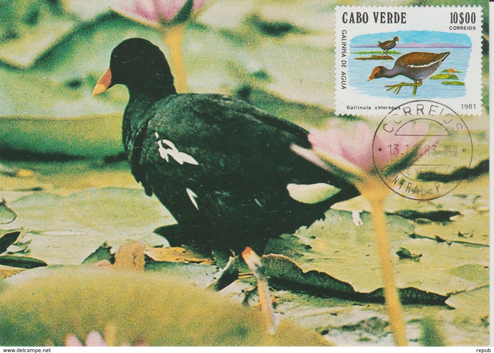 Carte Maximum 1981 Oiseaux 450E - Cap Vert