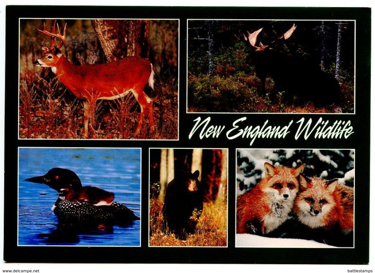 United States Modern Postcard New England Wildlife- Deer, Bear, Moose, Loon, Red Foxes - Autres & Non Classés