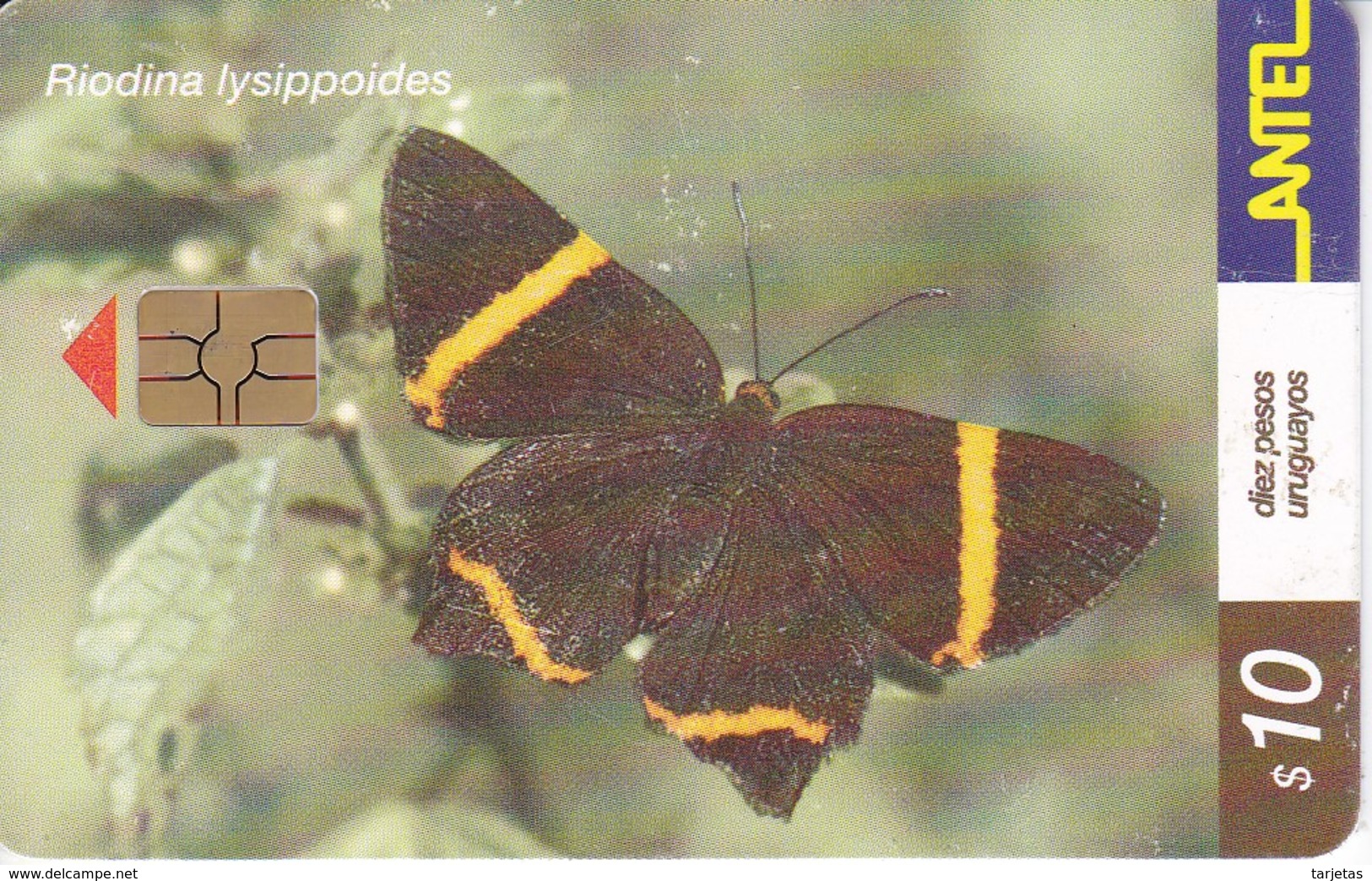 Nº 186 TARJETA DE URUGUAY DE ANTEL DE UNA RIODINA LYSIPPOIDES (MARIPOSA-BUTTERFLY) CHIP ROJO - Uruguay