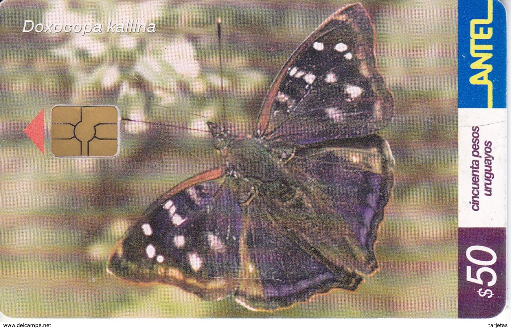 Nº 244 TARJETA DE URUGUAY DE UNA MARIPOSA (BUTTERFLY) (CHIP G4 NEGRO) - Uruguay