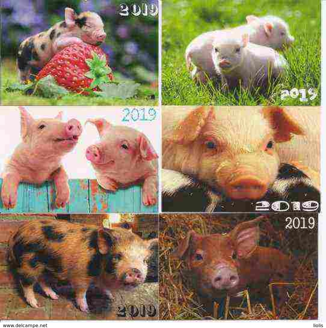 6 Packet Calendars  PIG YEAR  2019  Lithuania - Kleinformat : 2001-...