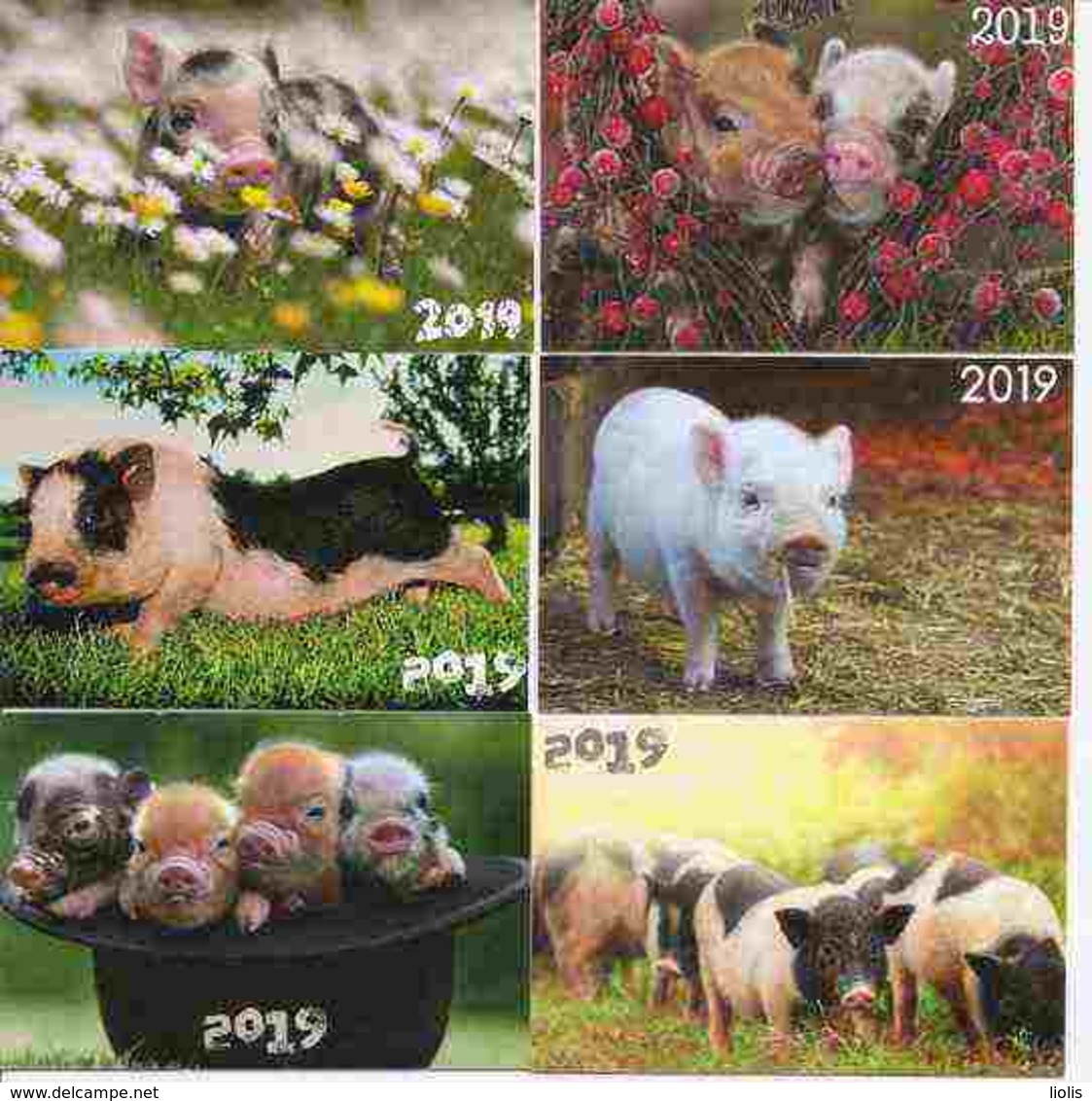 6 Packet Calendars  PIG YEAR  2019  Lithuania - Small : 2001-...