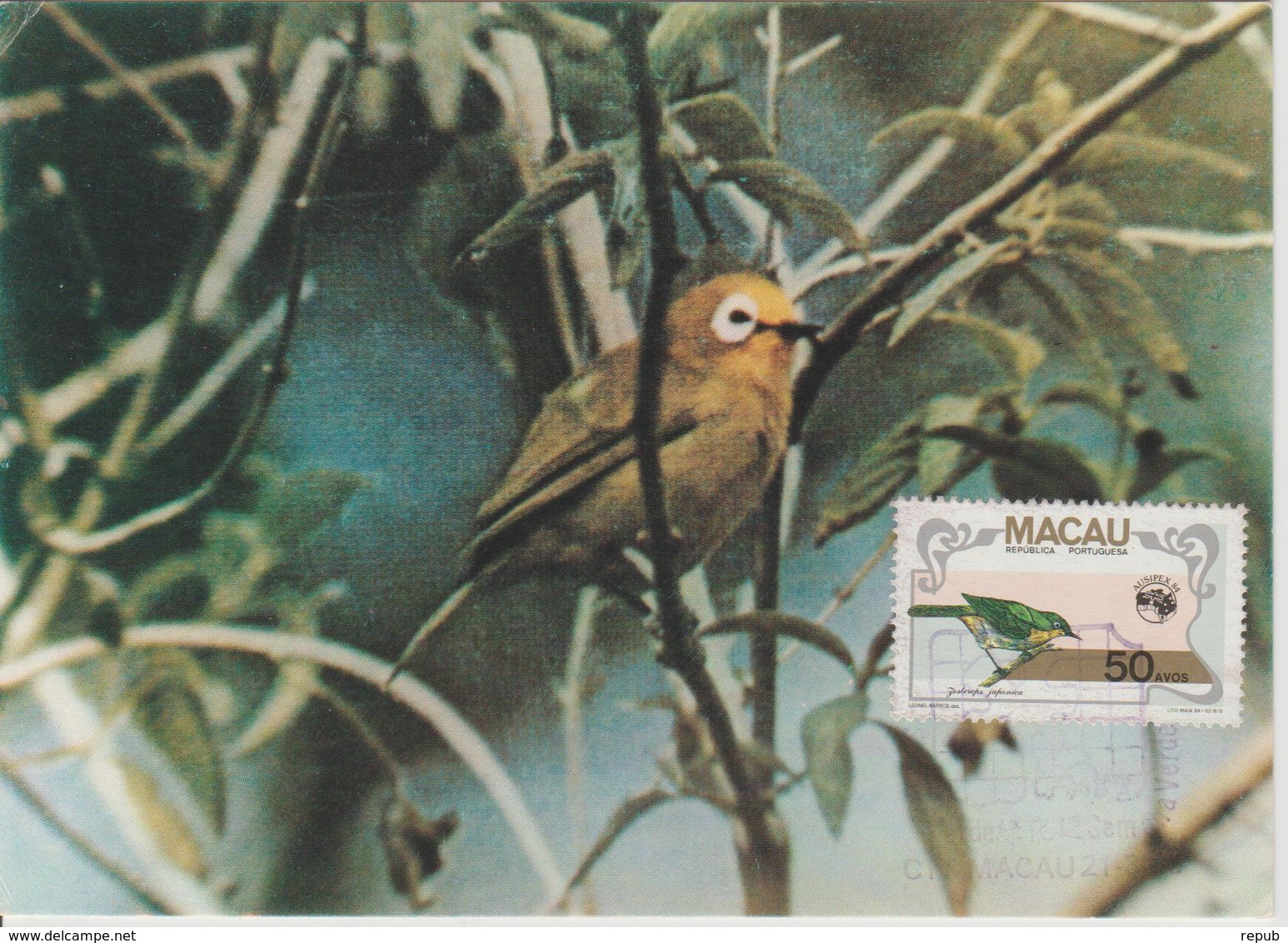 Carte Maximum 1984 Oiseaux  497 - Cartoline Maximum