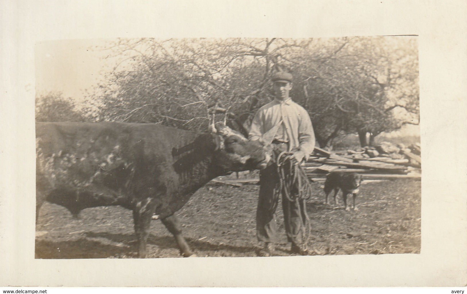Unidentified Man With A Steer And Dog RPPC - Mannen