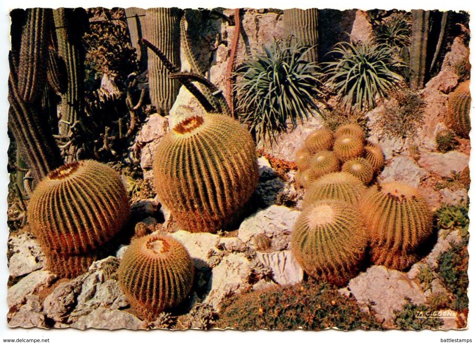 Monaco Modern Postcard Cacti Plants In Exotic Garden - Exotic Garden