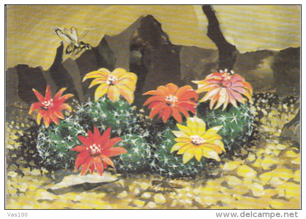 CPA PLANTS, CACTUSSES - Cactus