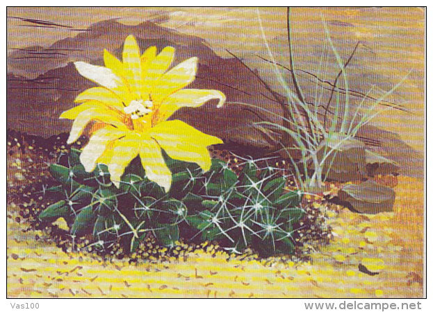 CPA PLANTS, CACTUSSES - Cactusses