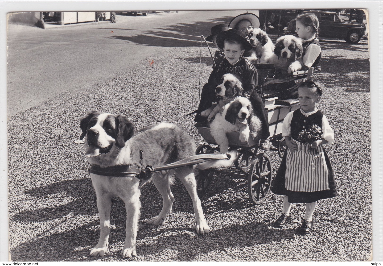 Chien Du Grand Saint-Bernard  . Bernhardinerhund.  Cane S. Bernardo. Attelage Avec Enfants - Chiens