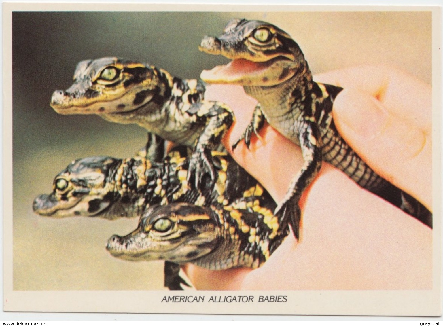 AMERICAN ALLIGATOR BABIES, Homosassa Springs, State Wildlife Park, Unused Postcard [21415] - Other & Unclassified