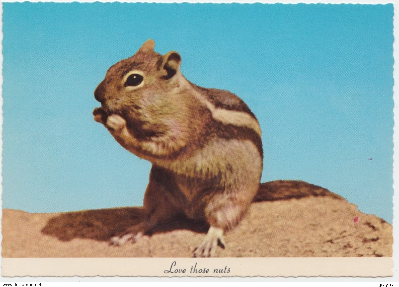 Squirrel, Love Those Nuts, Unused Postcard [21420] - Other & Unclassified