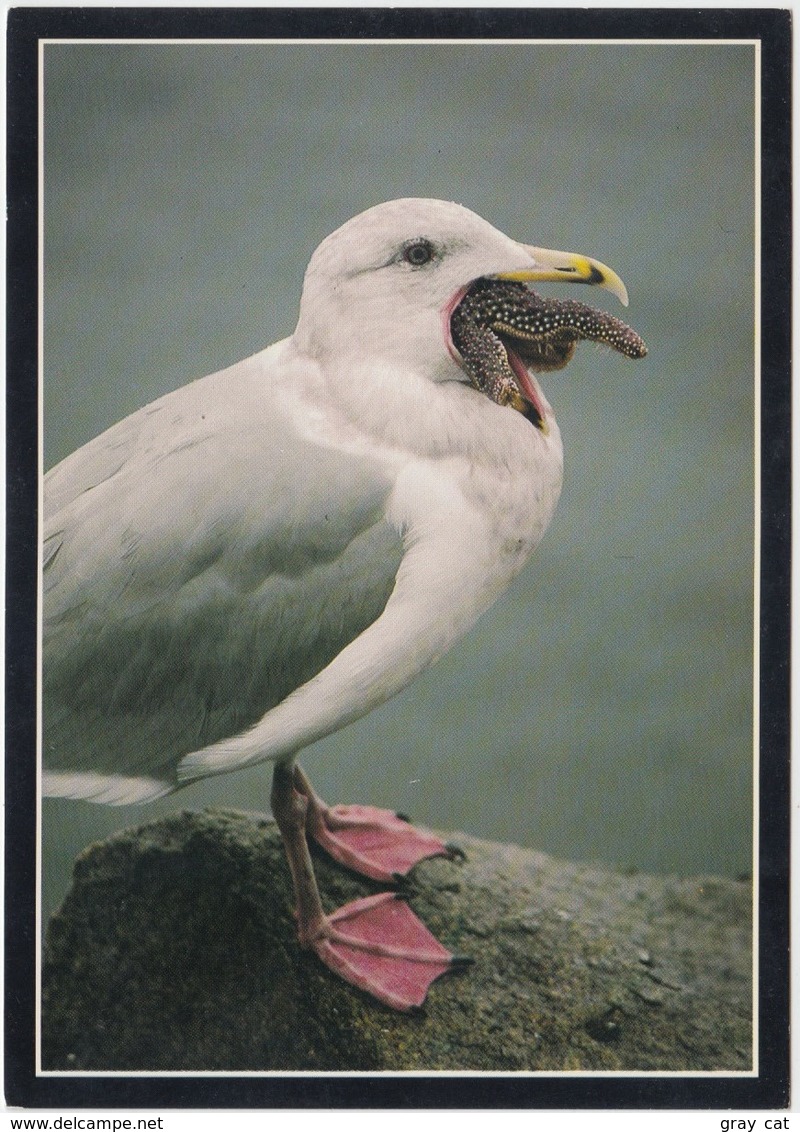 HERRING GULL AND SEA STAR, Unused Postcard [21423] - Birds