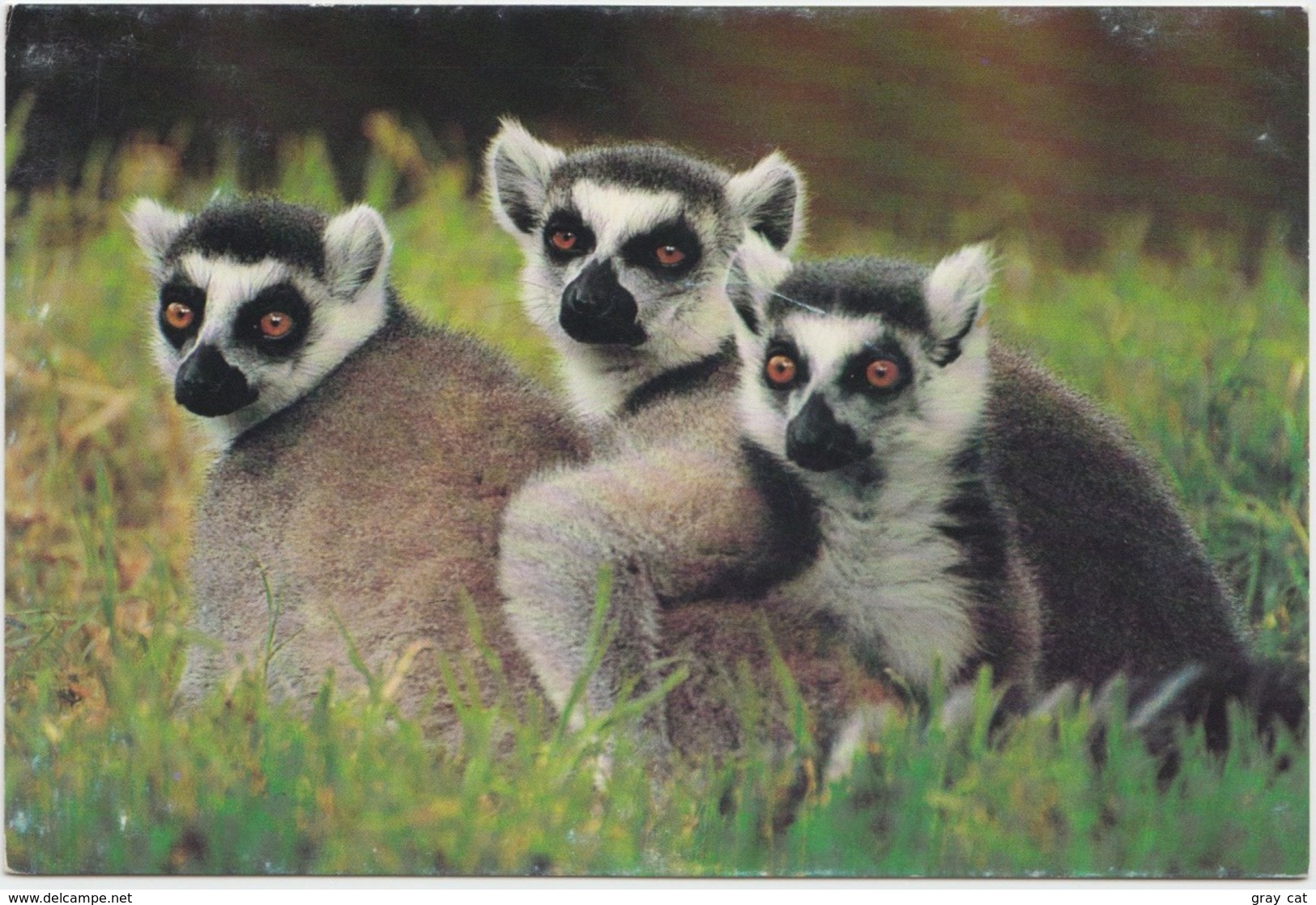 Ring-tailed Lemur, Unused Postcard [21425] - Monkeys