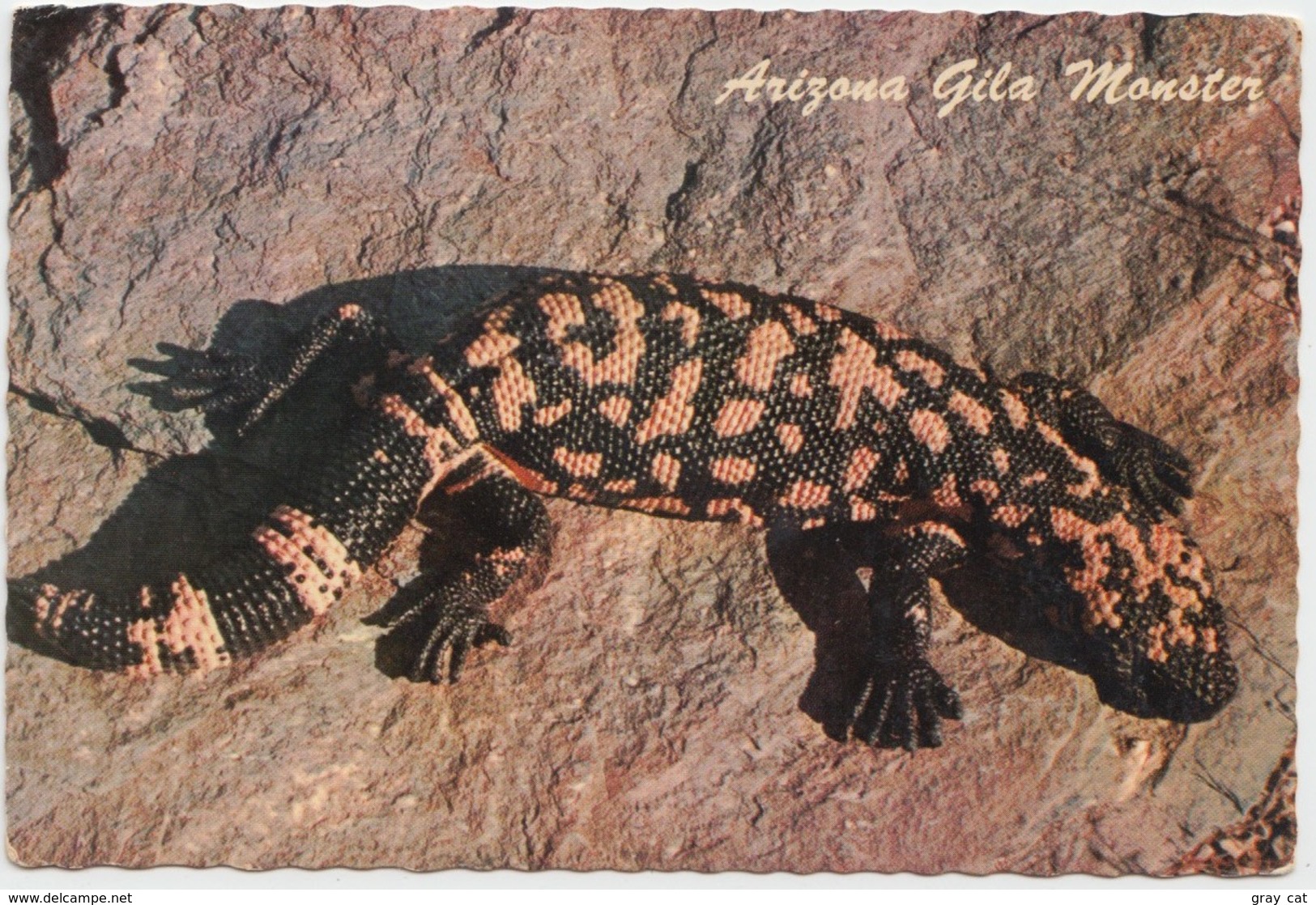 Arizona Gila Monster, Unused Postcard [21426] - Other & Unclassified