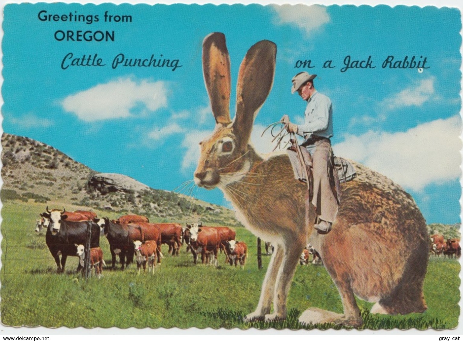 Greetings From OREGON, Cattle Punching On A Jack Rabbit, 1962 Unused Postcard [21428] - Other & Unclassified