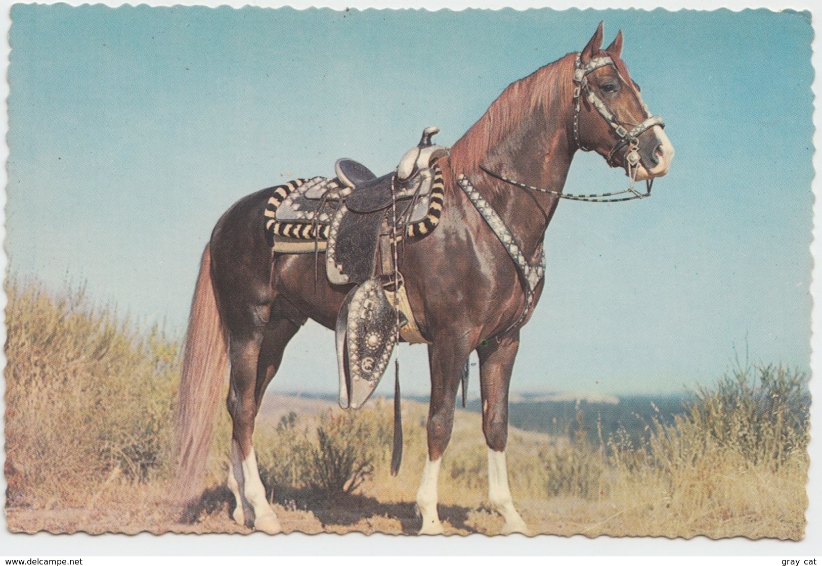 HOSS, HORSE, Unused Postcard [21429] - Paarden