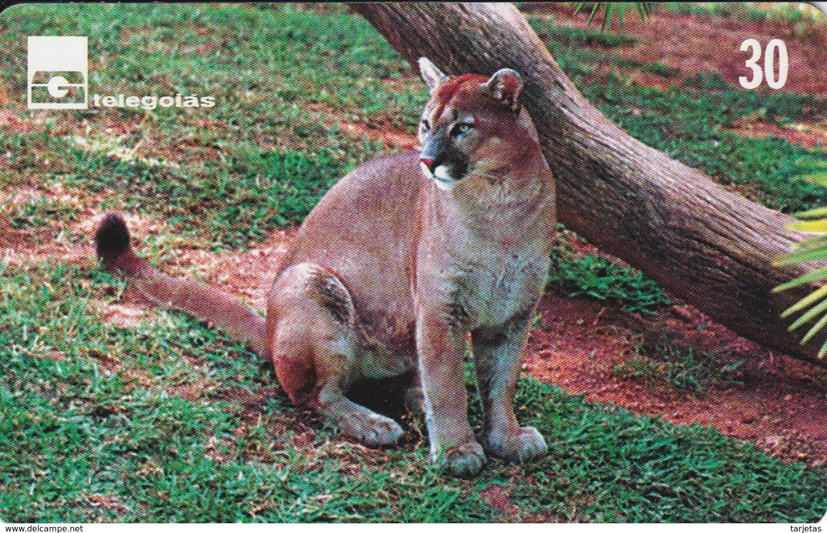 TARJETA DE BRASIL DE UN PUMA - Otros & Sin Clasificación