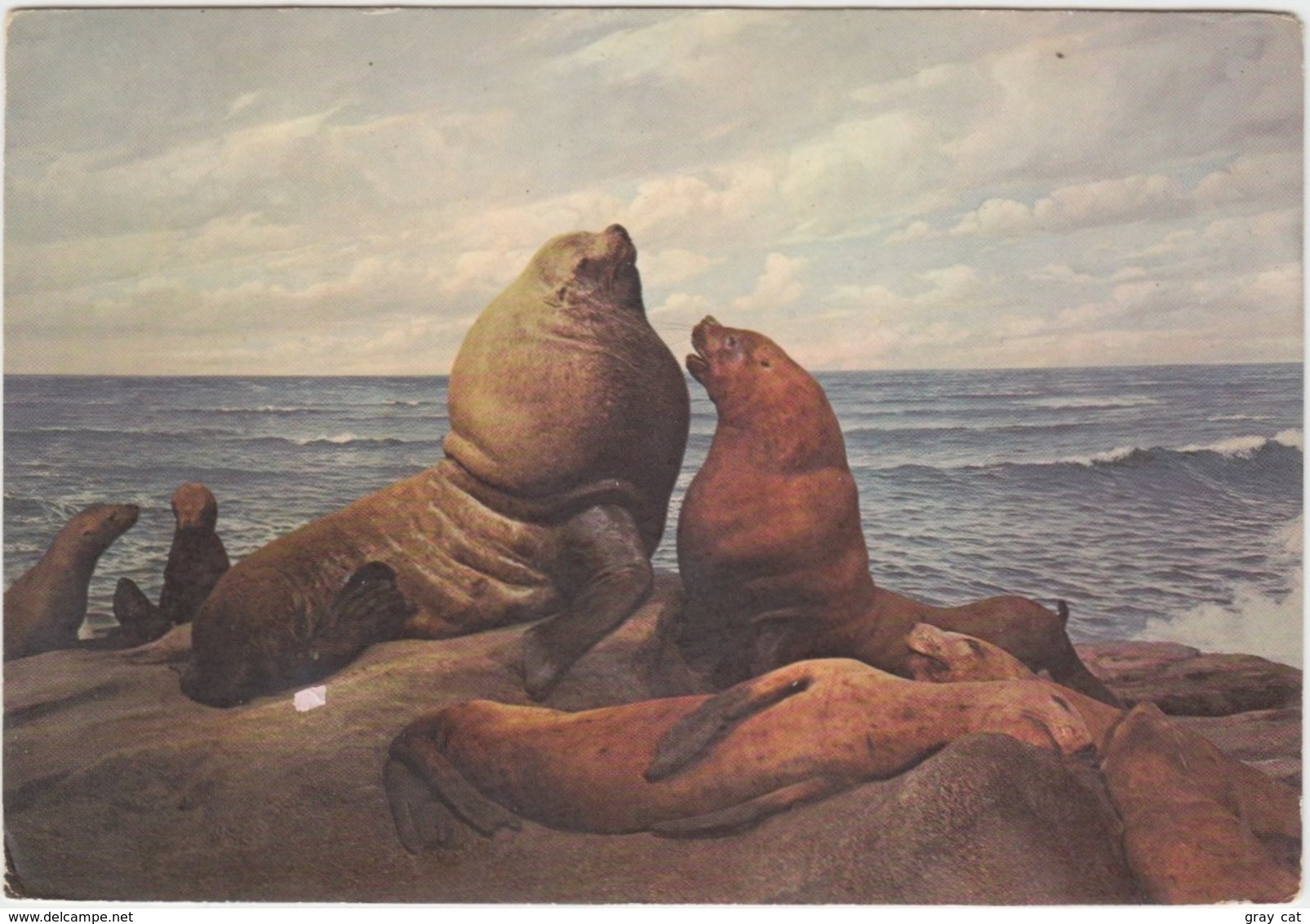 NORTHERN SEA-LION, Field Museum Of Natural History, Chicago, Illinois, Unused Postcard [21431] - Other & Unclassified