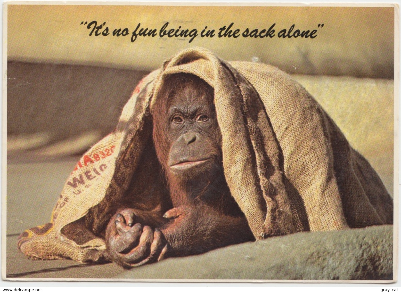 Orangutan,"It's No Fun Being In The Sack Alone" Used Postcard [21437] - Monkeys