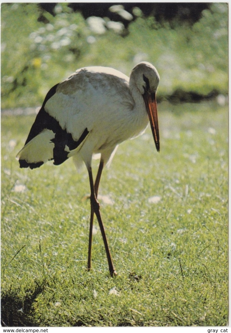 WHITE STORK, Unused Postcard [21439] - Vogels