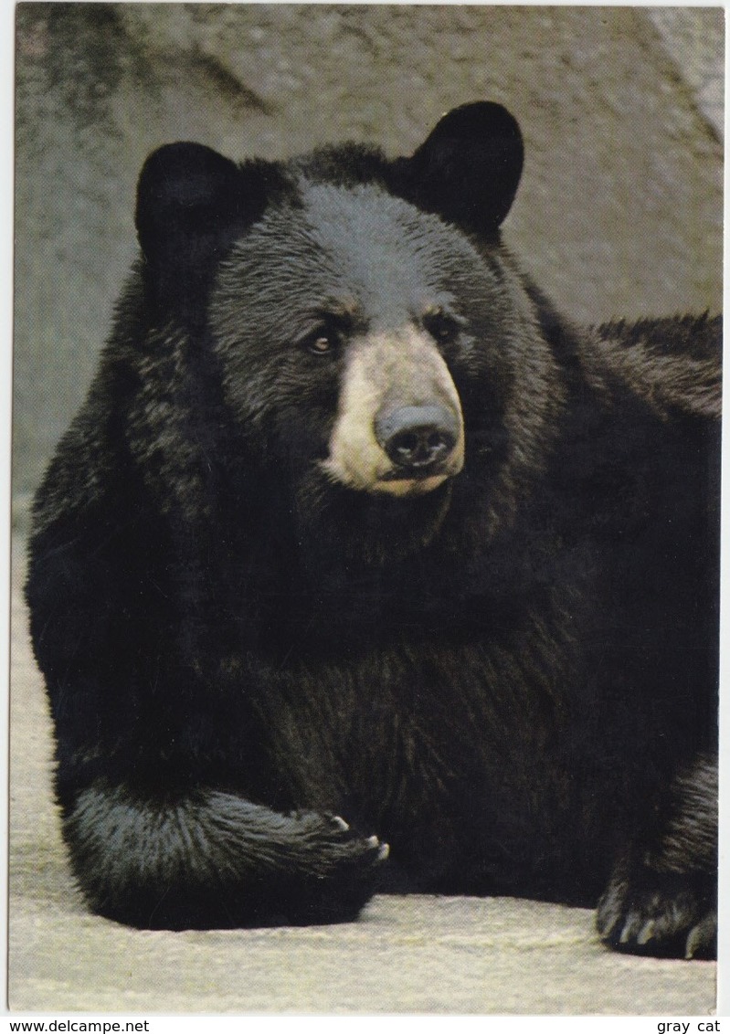 BLACK BEAR, Unused Postcard [21441] - Bears