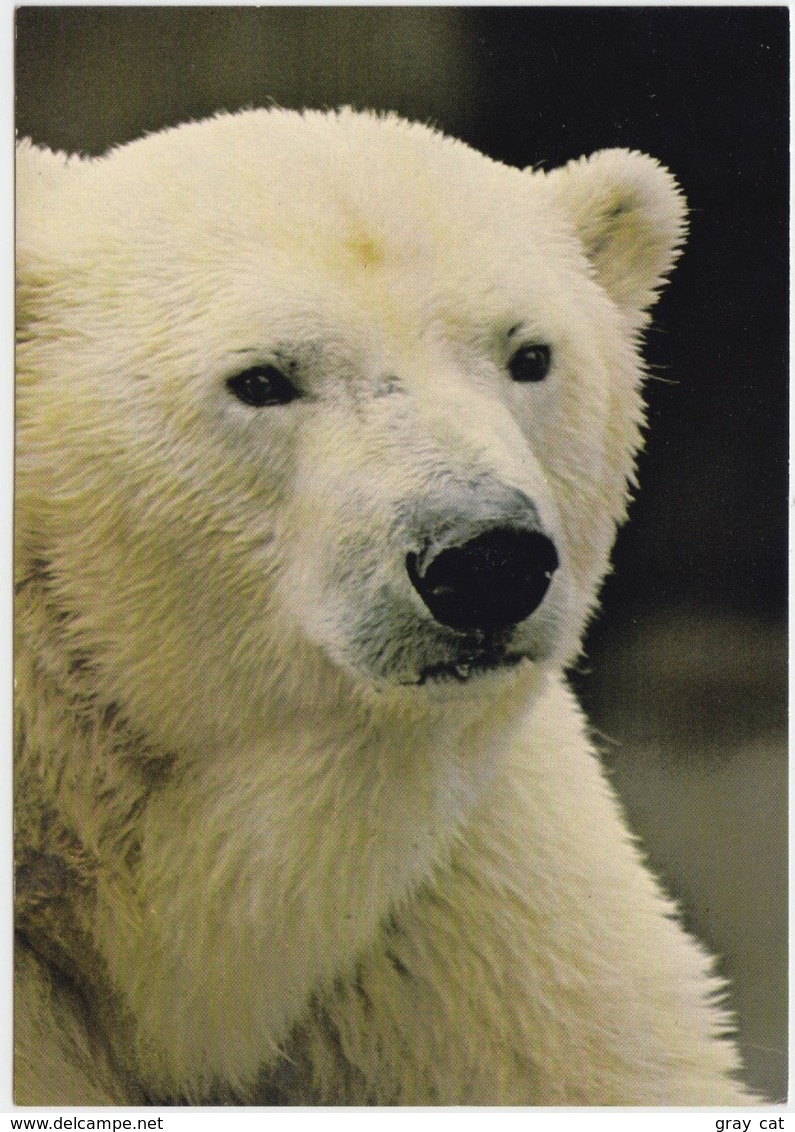 POLAR BEAR, Unused Postcard [21442] - Bears