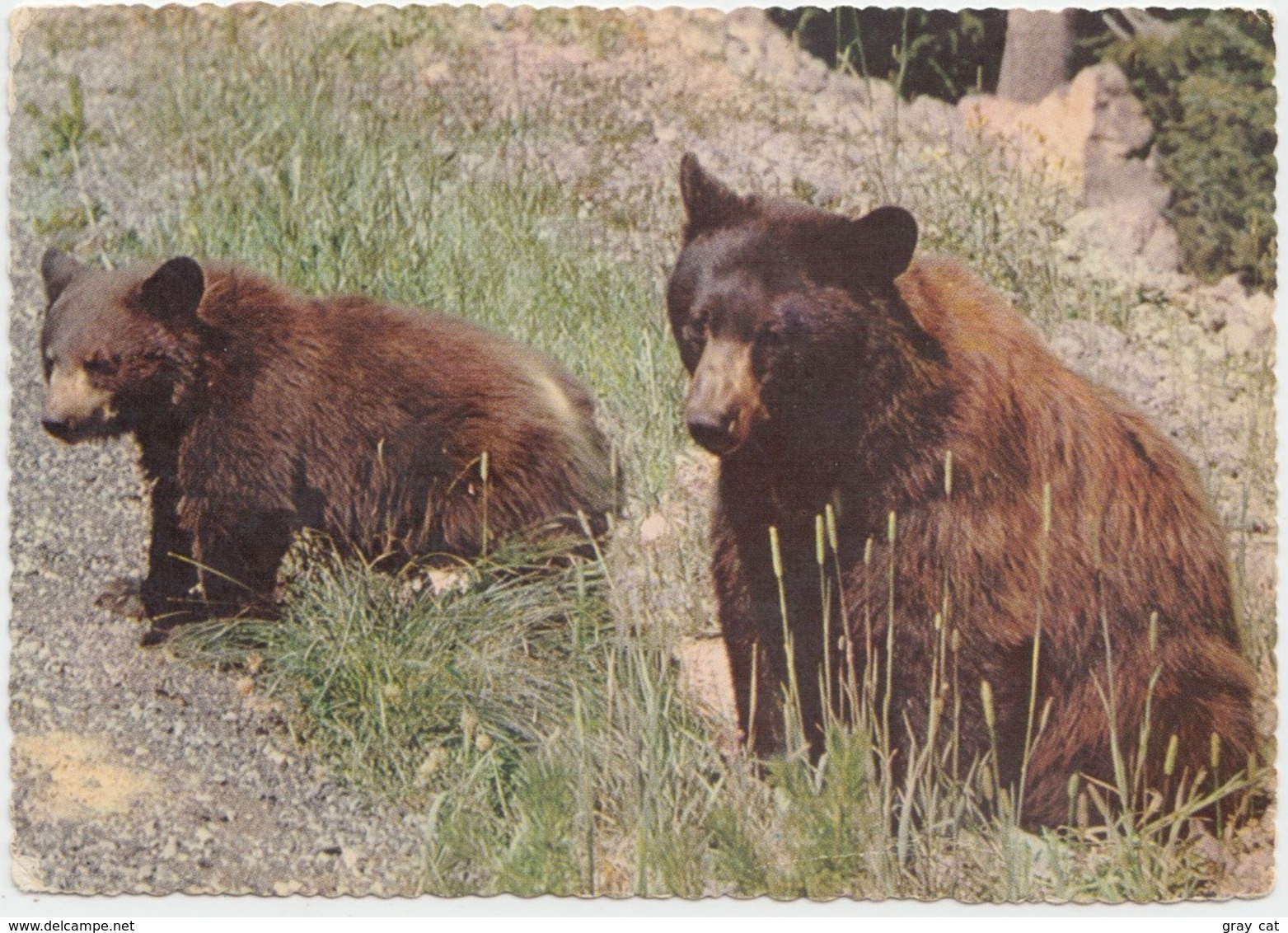 AMERICAN BLACK BEAR, Yosemite National Park, California, Unused Postcard [21443] - Bears