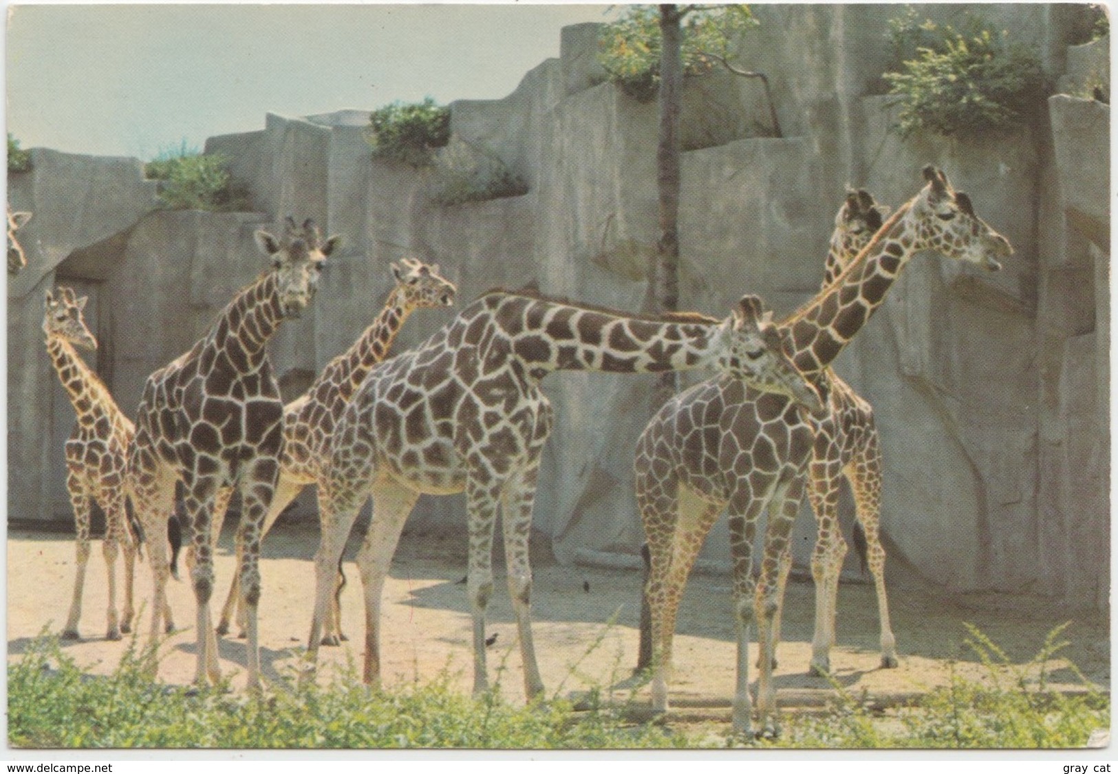 GIRAFFE, MILWAUKEE COUNTY ZOO, Unused Postcard [21446] - Giraffes