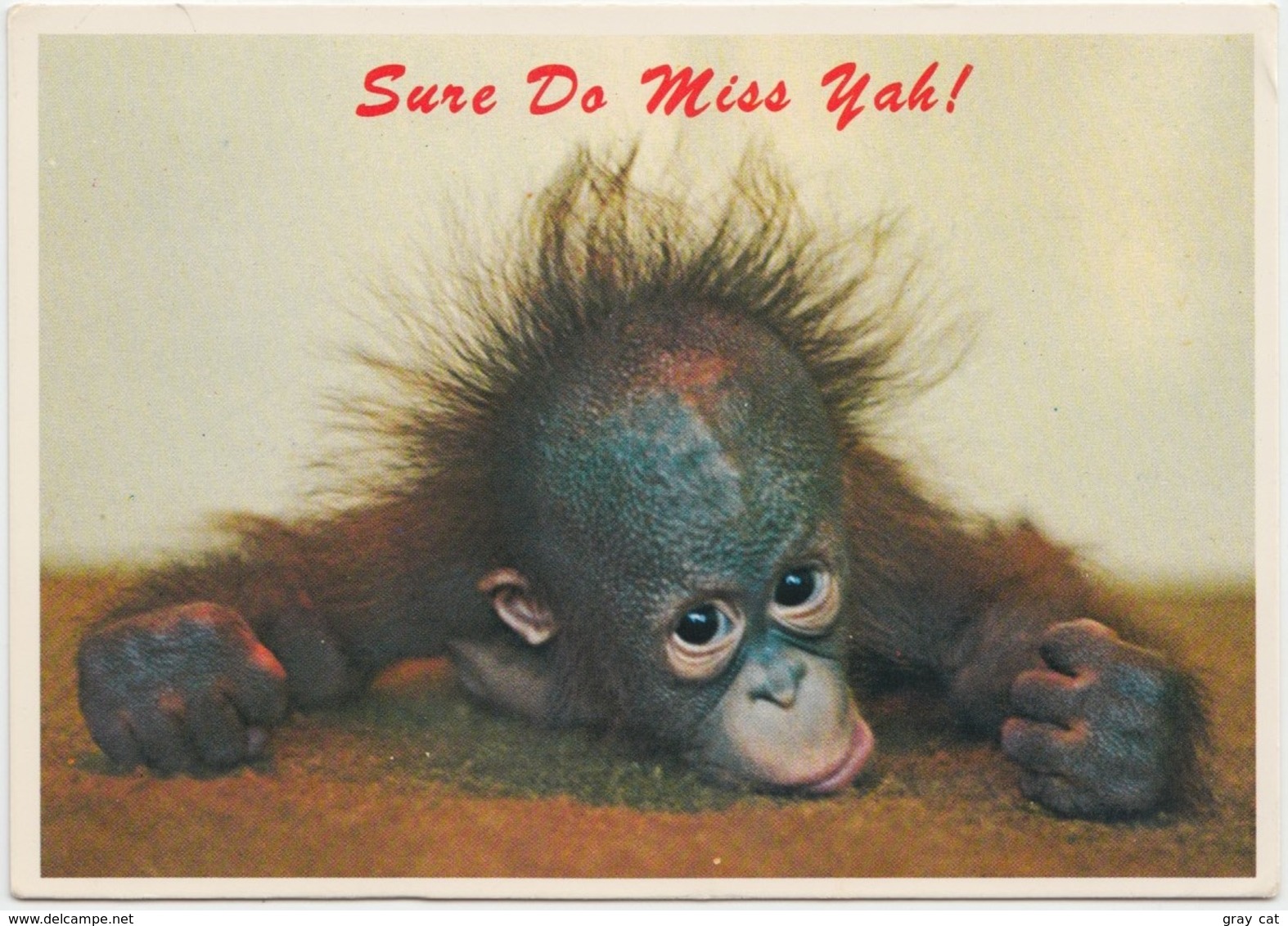 Orangutan Baby, Sure Do Miss Yah, Unused Postcard [21447] - Monkeys