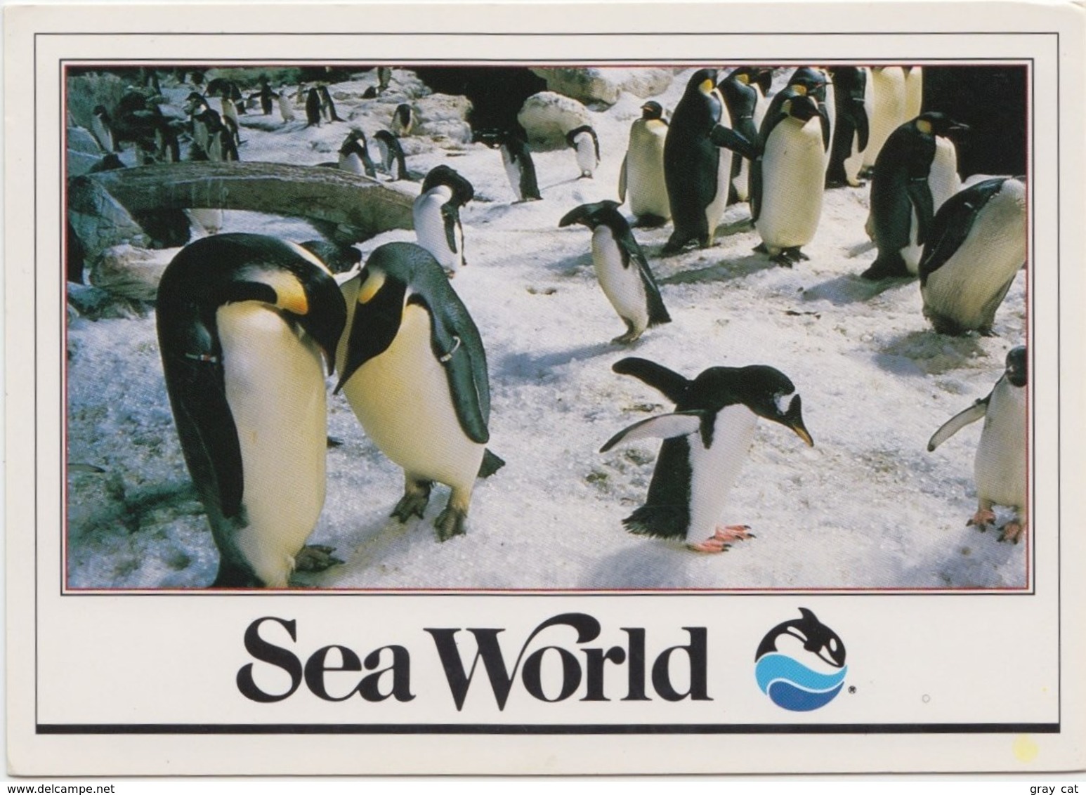 Penguins At Sea World, Unused Postcard [21451] - Other & Unclassified