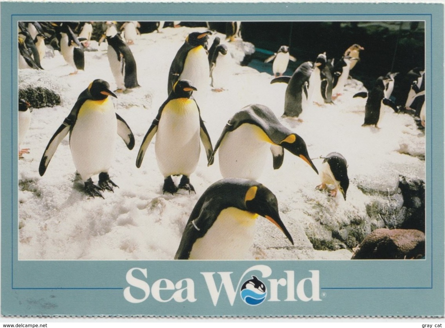 Penguins At Sea World, Florida, Unused Postcard [21453] - Other & Unclassified