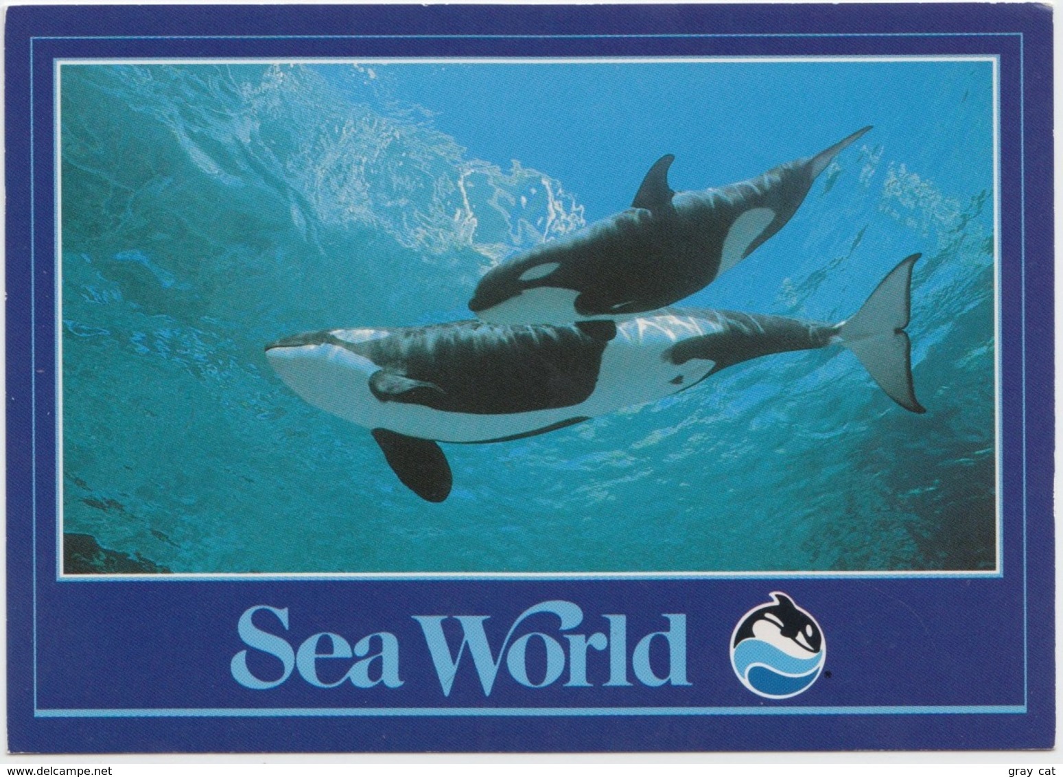 Killer Whales In The Water, Sea World, Unused Postcard [21456] - Other & Unclassified