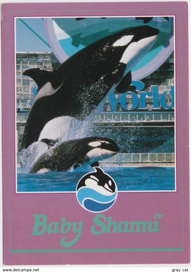 Baby Shamu, Killer Whale, Sea World, Unused Postcard [21457] - Other & Unclassified
