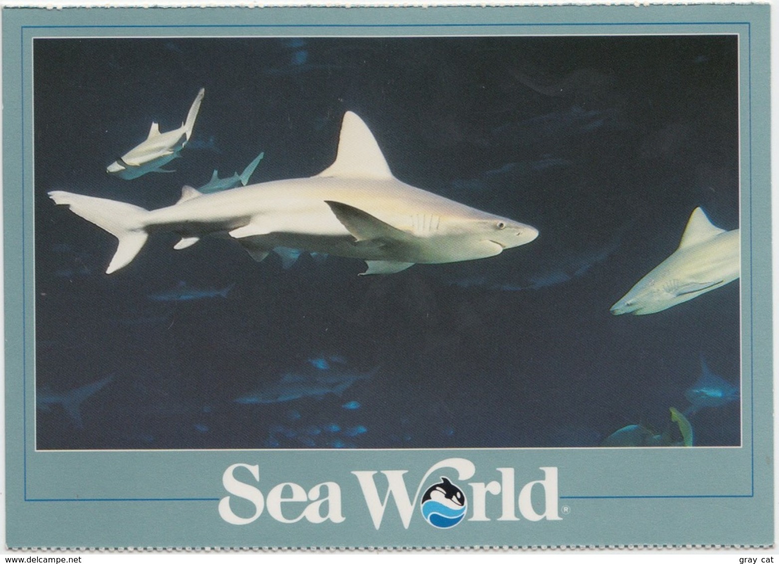 Sharks At Sea World, Unused Postcard [21459] - Autres & Non Classés