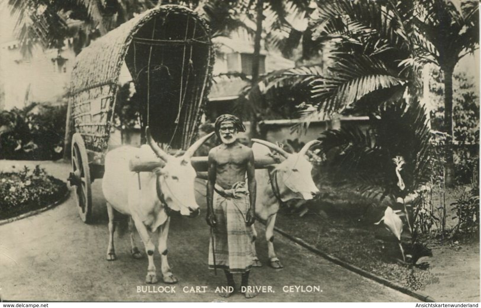 004696  Bullock Cart And Driver - Sri Lanka (Ceylon)