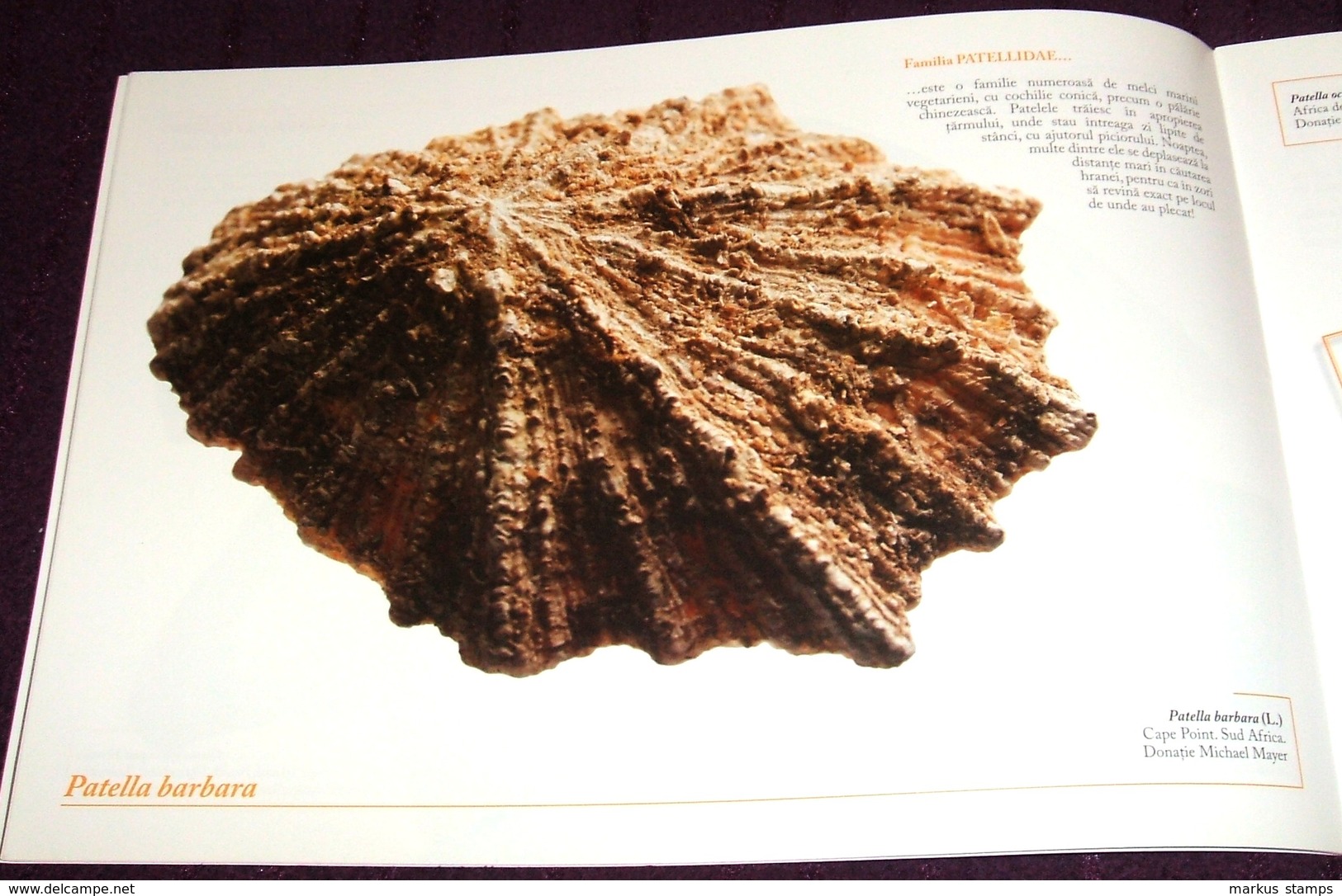 Molluscs from Romanian National Museum of Natural History, illustrated brochure