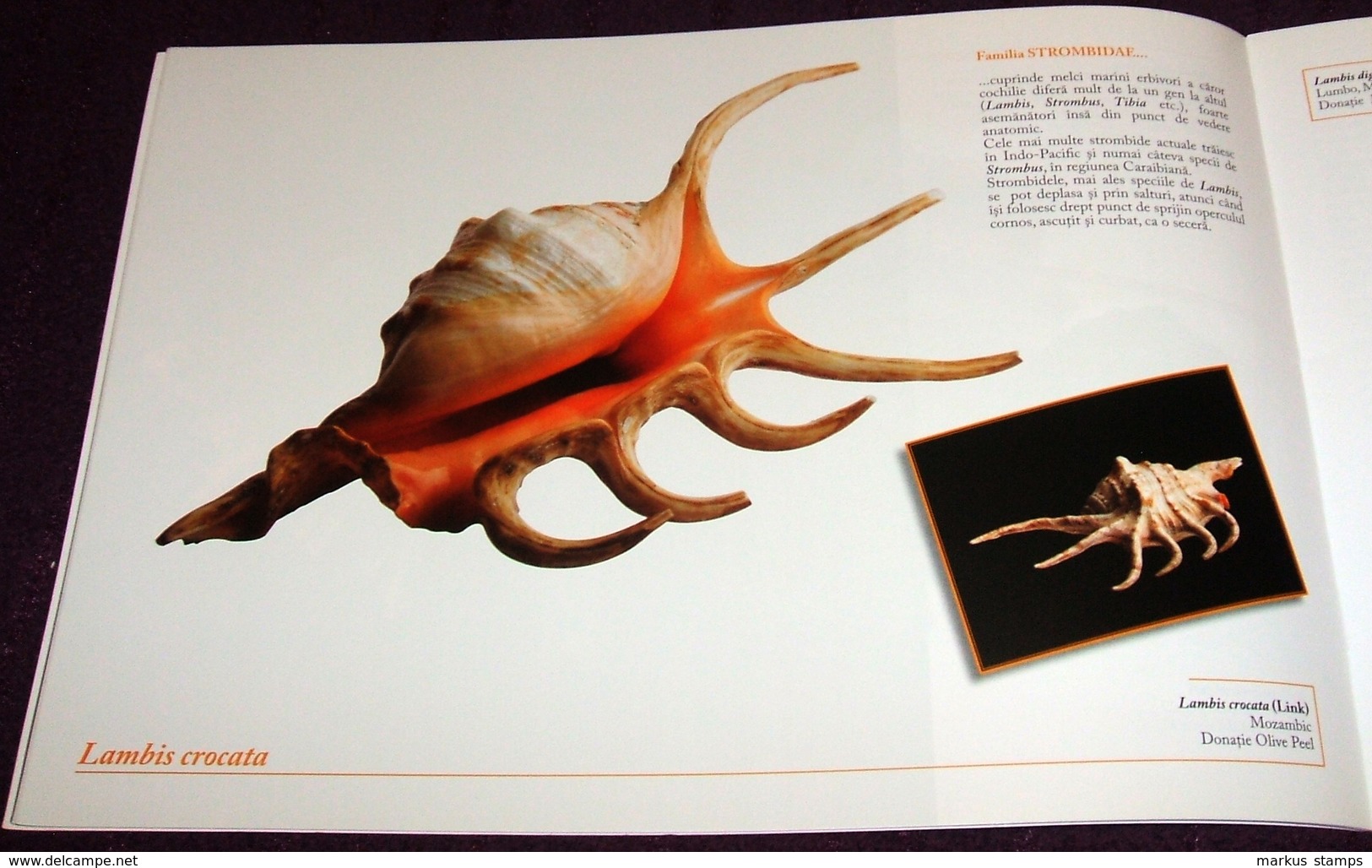 Molluscs from Romanian National Museum of Natural History, illustrated brochure