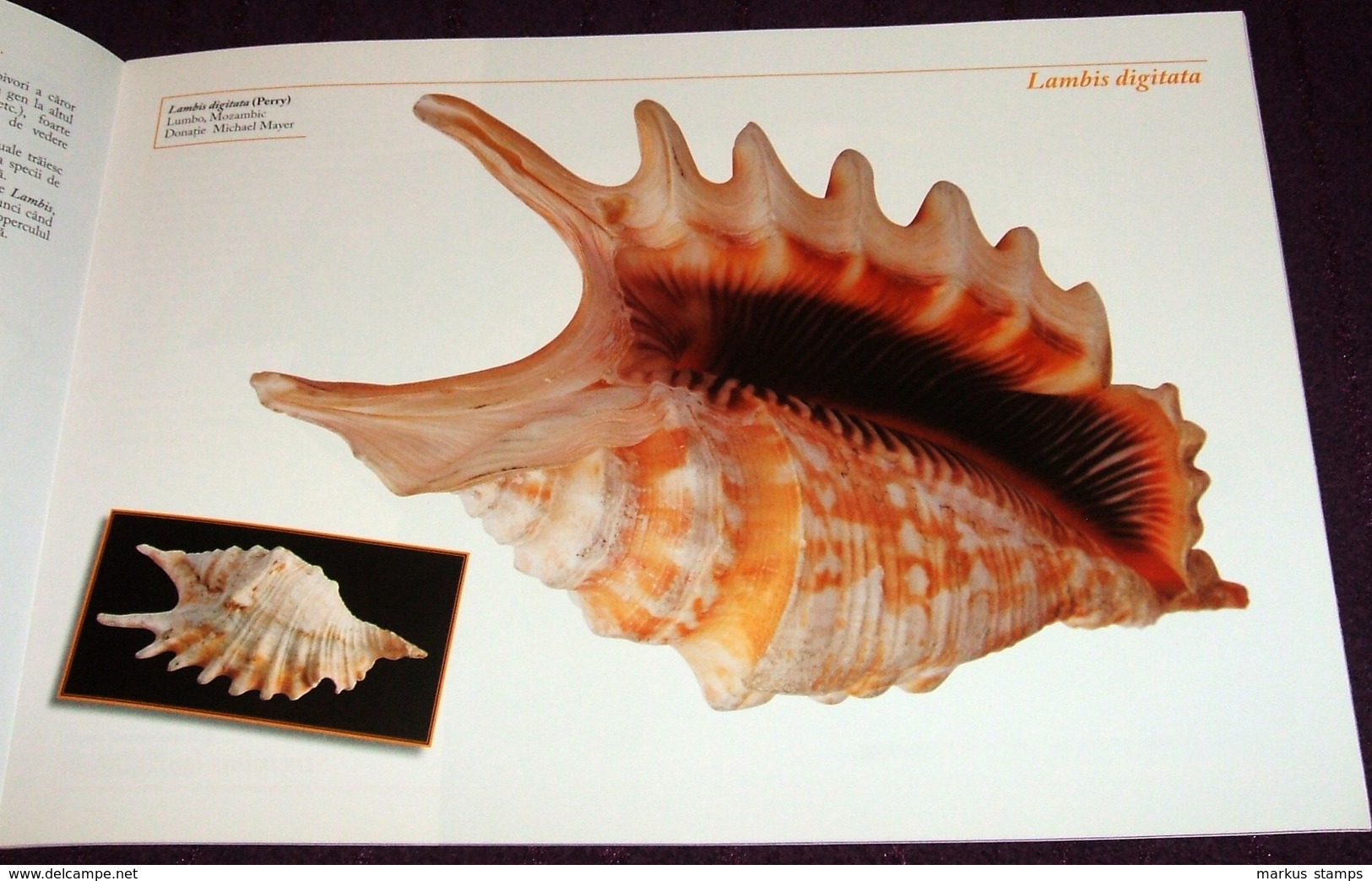 Molluscs from Romanian National Museum of Natural History, illustrated brochure