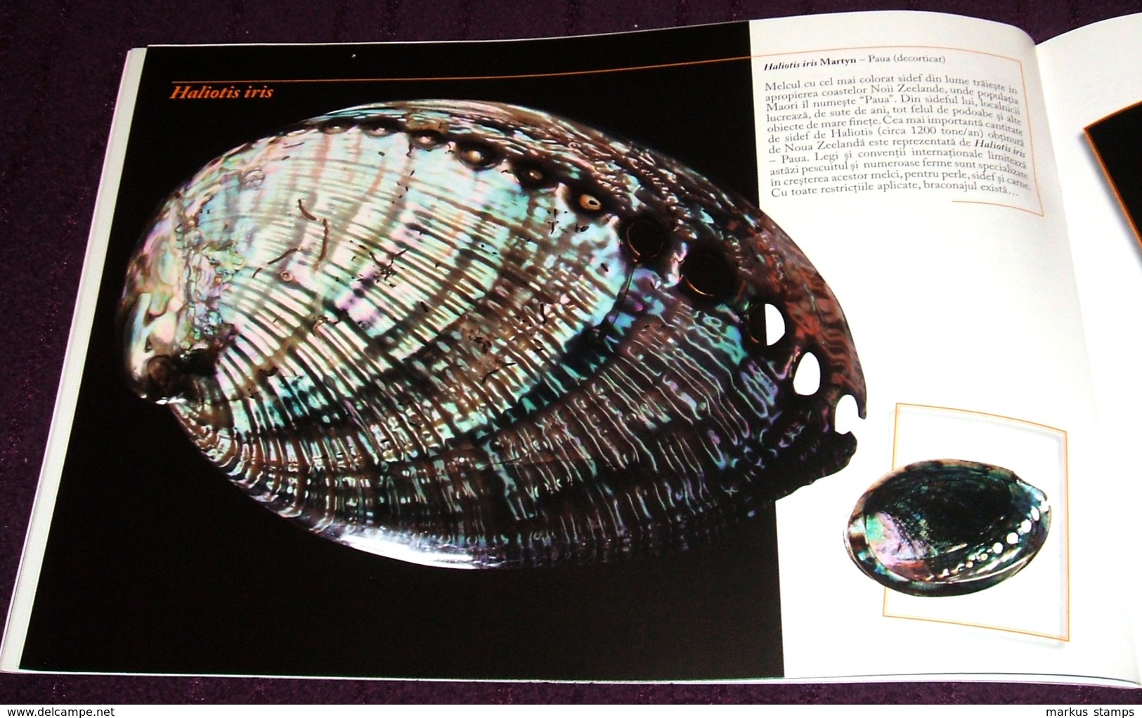Molluscs from Romanian National Museum of Natural History, illustrated brochure