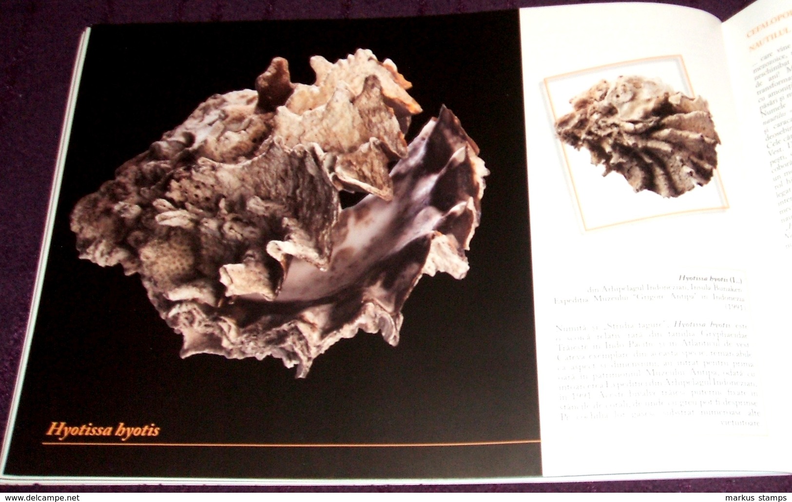 Molluscs from Romanian National Museum of Natural History, illustrated brochure