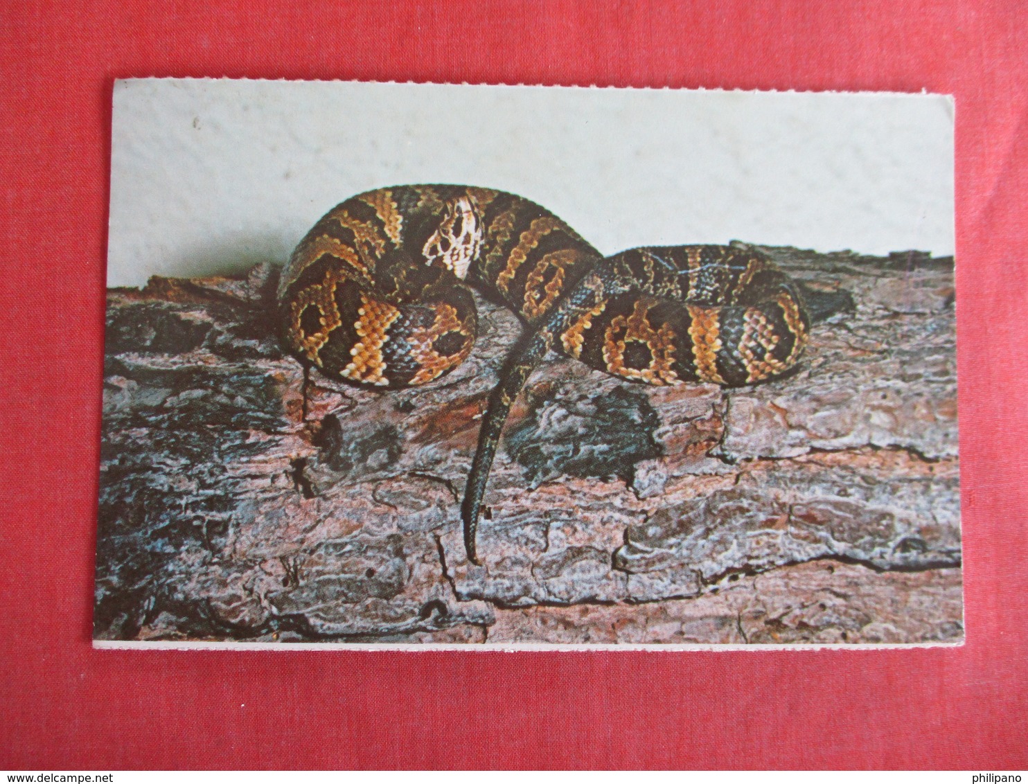 Snake Eastern Cottonmouth  Everglades Florida    Ref 3009 - Autres & Non Classés