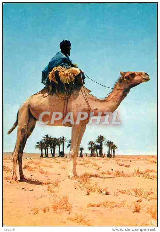 CPM Sahara Espanol Arrivee A Une Oasis Chameau - Sahara Occidental