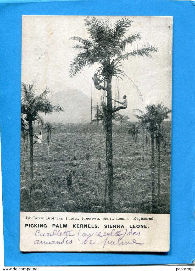 SIERRA LEONE-Picking Palm Kernels -ceuilleur De Noix  En Hauteur-animée-années1910-20-éditionlisk Brothers - Sierra Leone