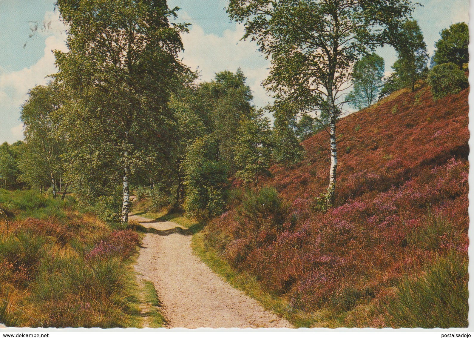 (NE467) ZUIDLAREN. WANDELPAD OVER DE HEI - Zuidlaren