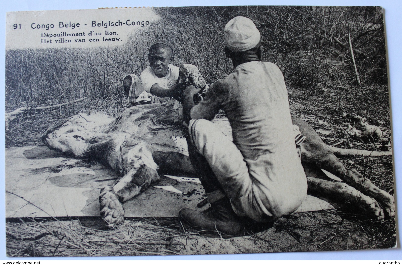 CPA Buta Congo Belge Dépouillement D'un Lion Chasse Tampon 321 - Congo Belge