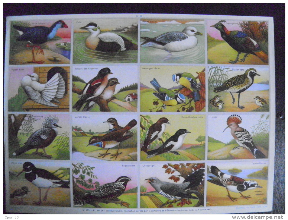 Image D'école - N° 034 - Oiseaux Divers - Format 24 X 33 Cm - Planche Entière Non Découpée De 12 Images - Animaux