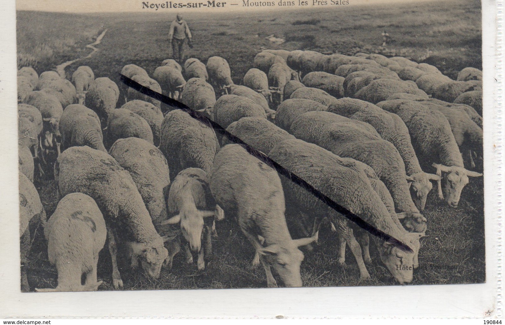 80 NOYELLES-sur- MER ( Somme )    Moutons Dans Les Près Salés . - Autres & Non Classés