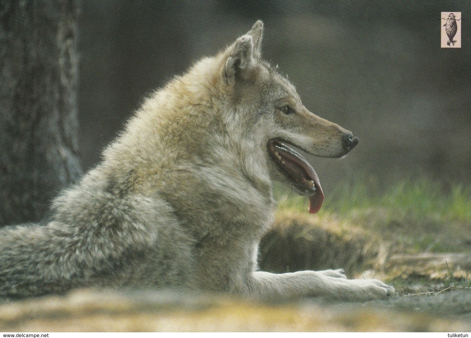 Wolf - Loup - Lupo - Lobo - Animal - Animaux - Fauna - Faune - (Ringed Seal Logo) - Autres & Non Classés