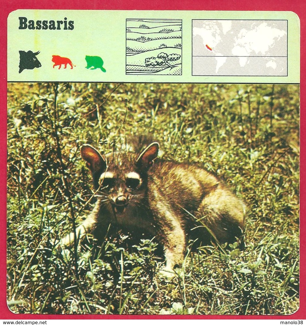 Fiches Animaux, Bassaris, Mammifère Carnivore - Animaux